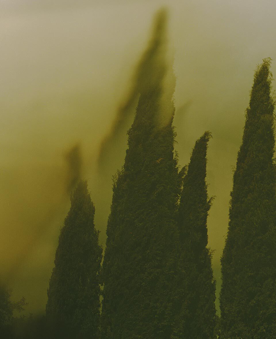 Dark cypress-like trees fading into a yellow-green foggy landscape.