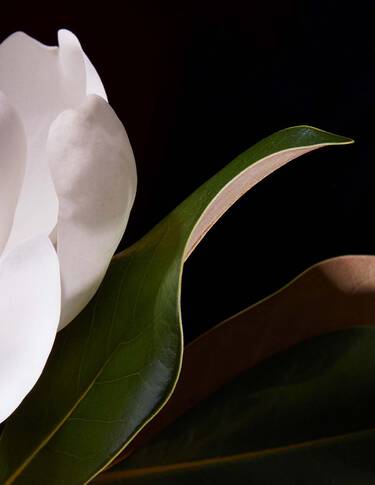 White flower petal and glossy green leaves against a deep black background, with curved edges and soft directional lighting.