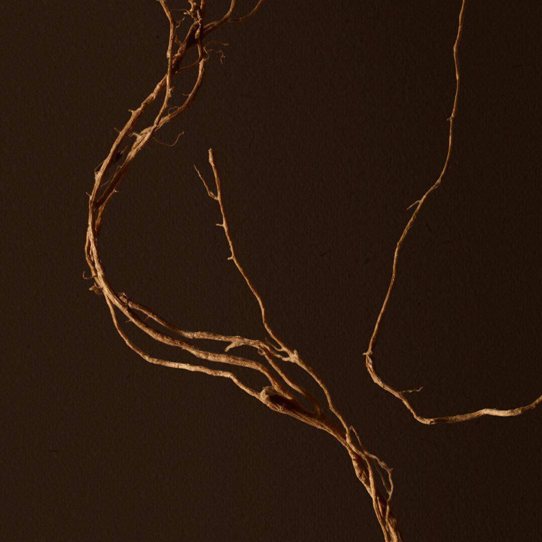 Close-up of fine branches crossing a dark brown background.