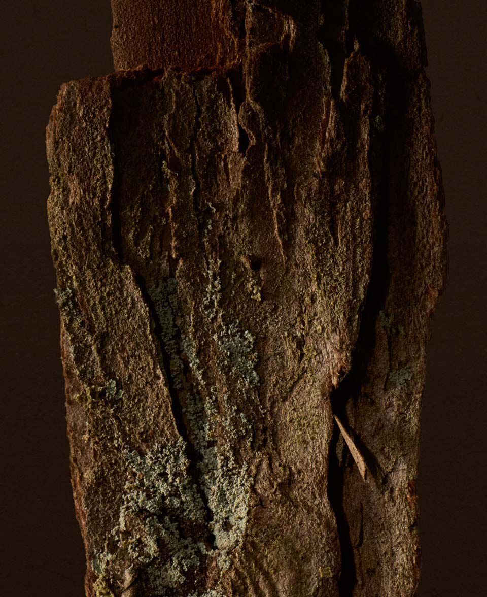 Close-up of textured tree bark in warm brown and earthy tones.