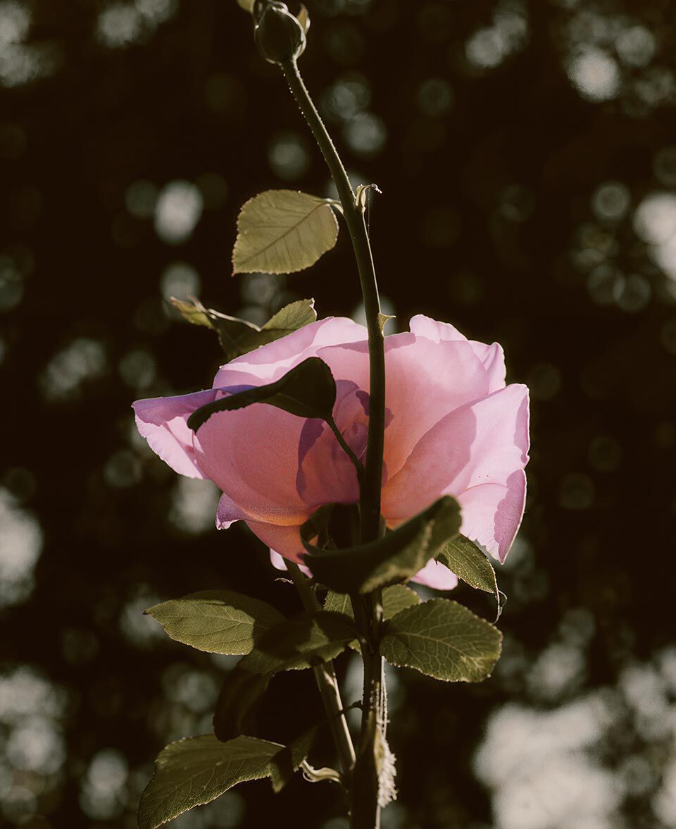 Single pink rose bloom on a slender stem against a dark, softly blurred background.