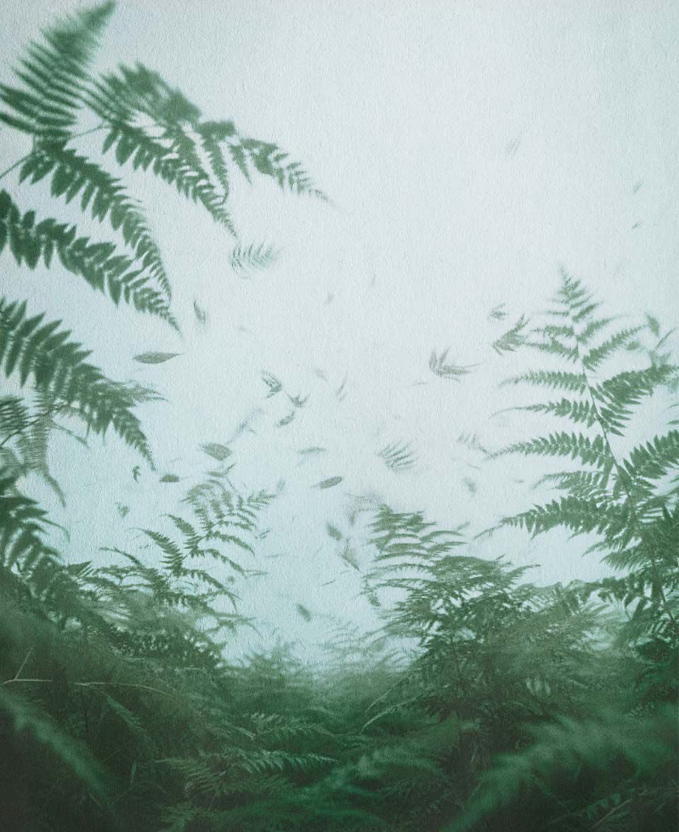 Fern fronds viewed through misty air, creating a soft atmospheric scene.