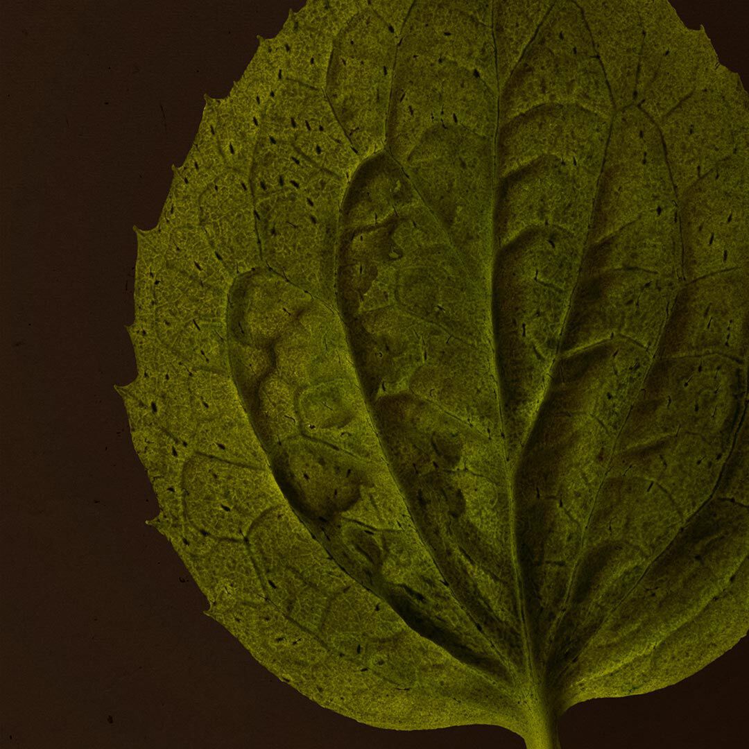 Close-up of a textured green leaf with raised veins against a dark brown background.
