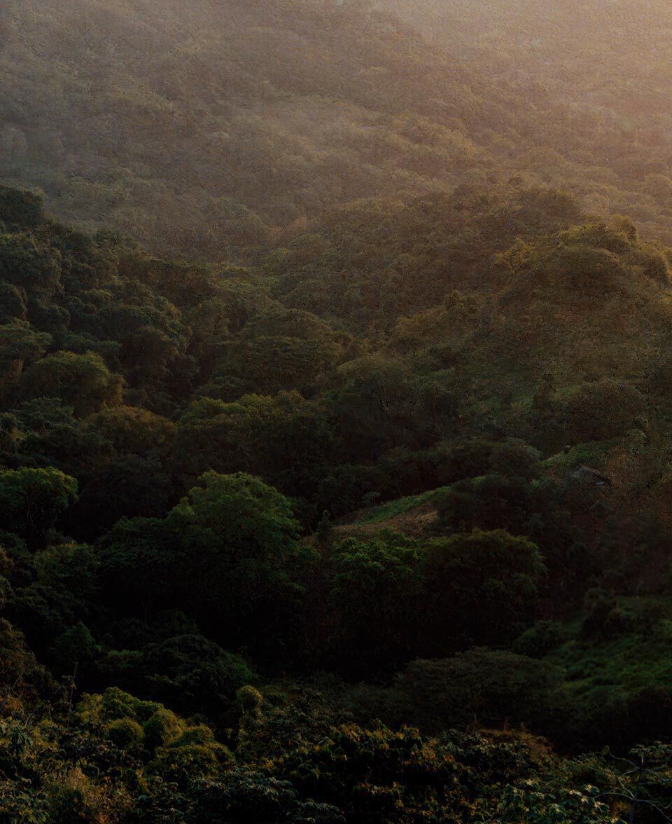 Forest canopy and hillside receding into soft haze under muted sunlight.