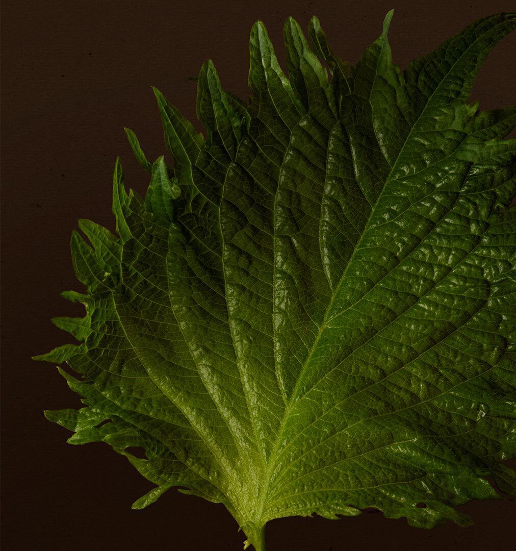 Close-up of a textured green leaf with serrated edges against a dark background.