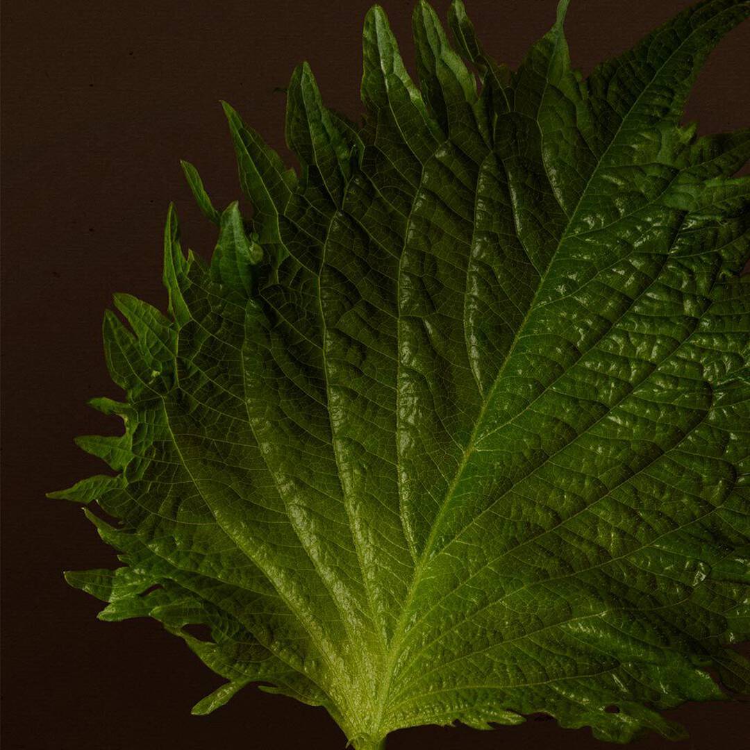 Close-up of a textured green leaf with serrated edges against a dark background.
