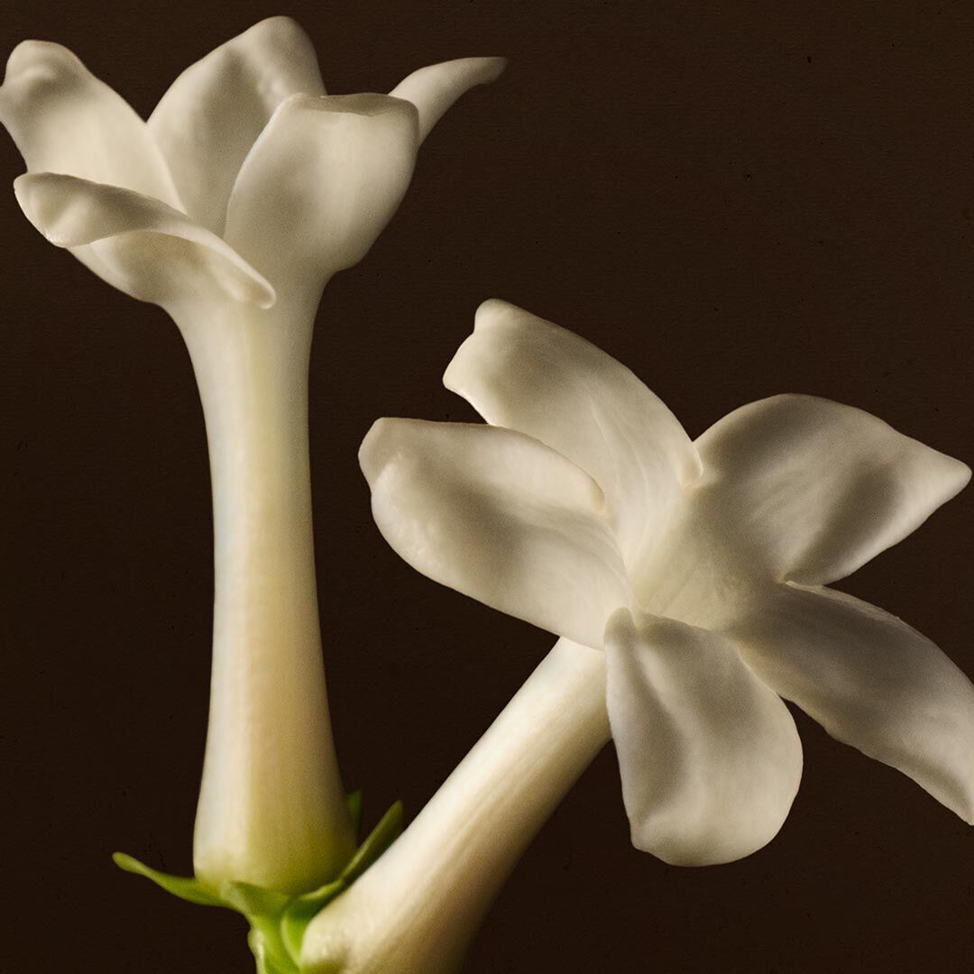 Close-up of white blossoms with long stems against a dark background.