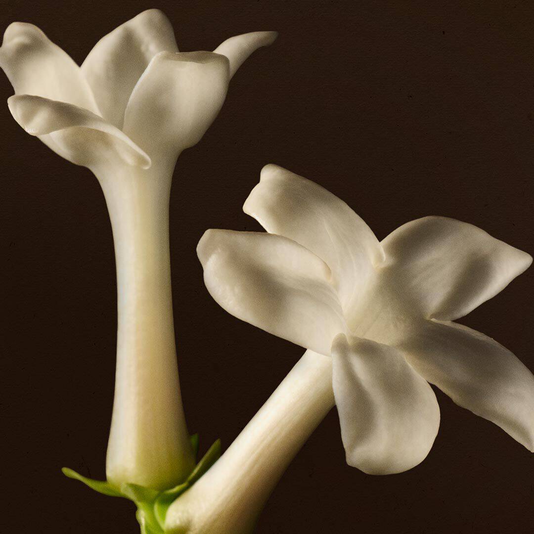 Close-up of white blossoms with long stems against a dark background.