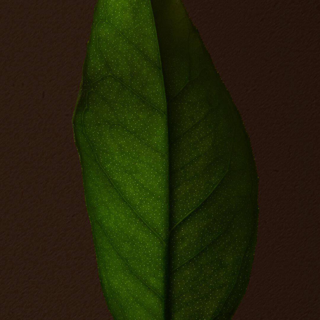 Close-up of a green leaf with visible veins against a dark background.