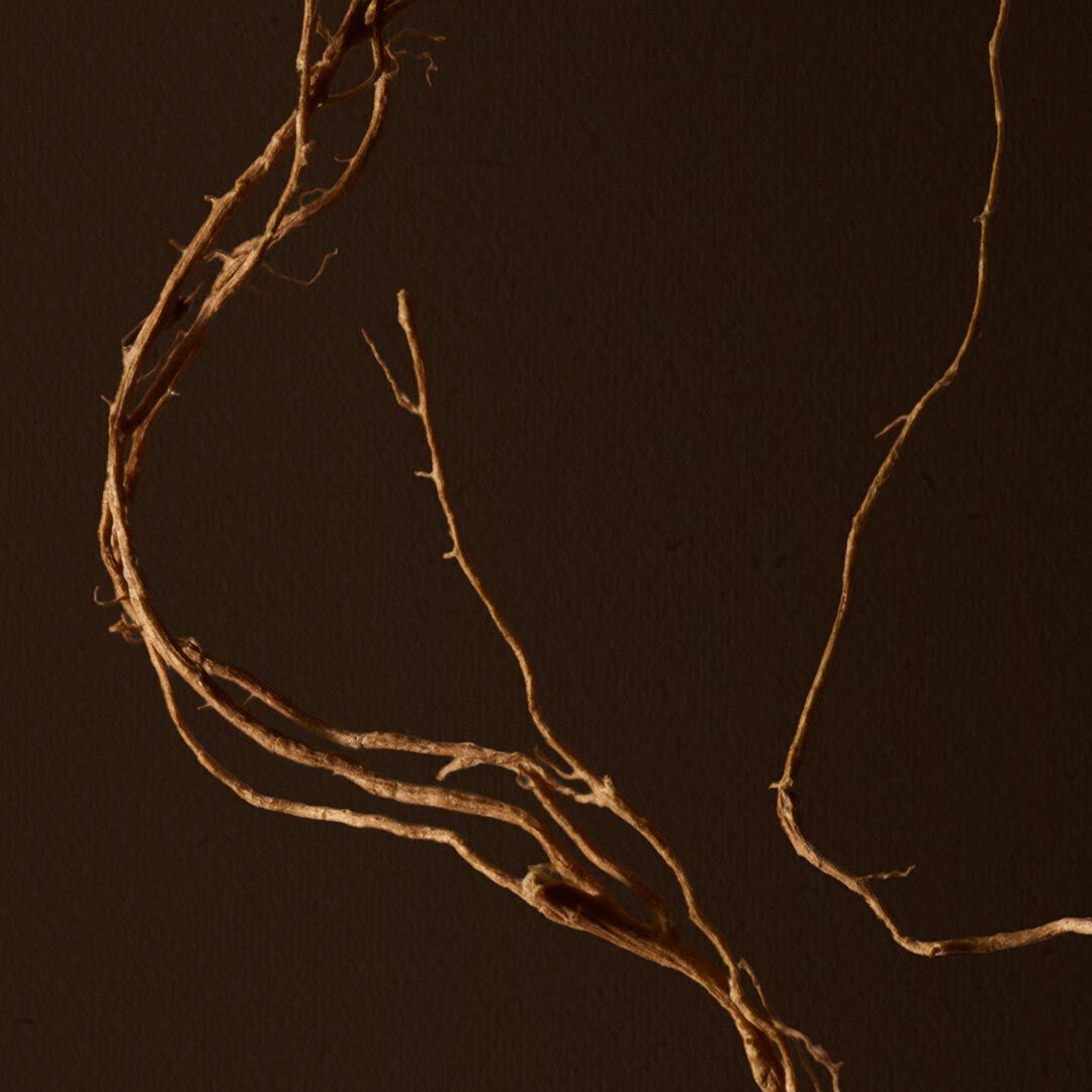 Close-up of fine roots crossing a dark brown background.