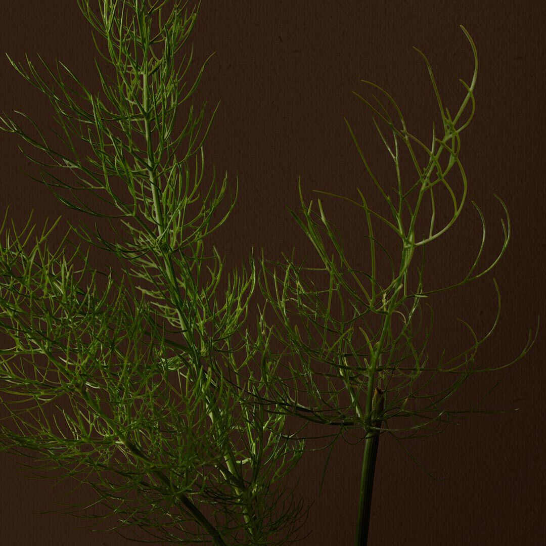 Close-up of feathery green sprigs against a dark background.