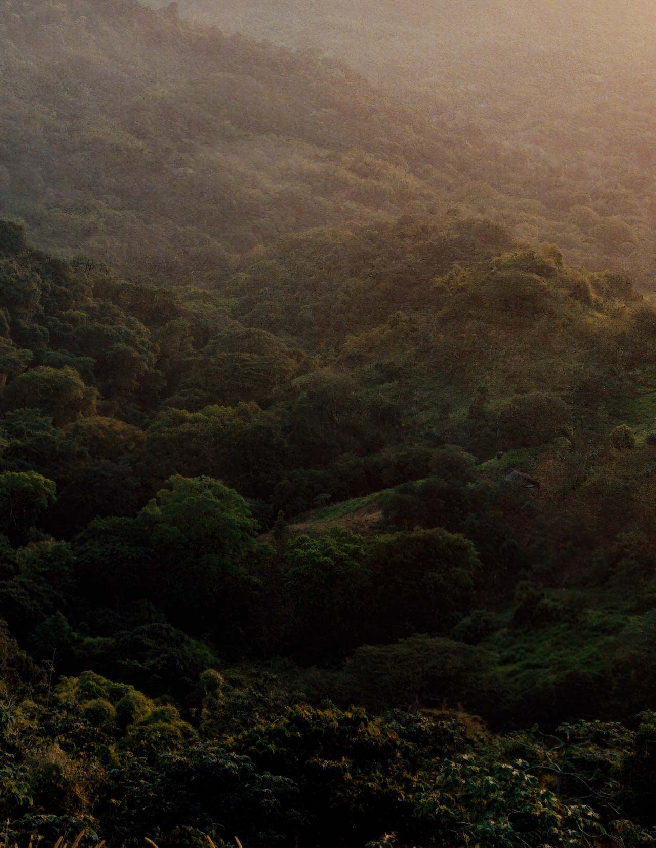Dense green forest canopy over rolling hills, lit by muted sunlight and light haze, with layered foliage textures.