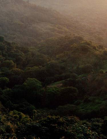 Dense green forest canopy over rolling hills, lit by muted sunlight and light haze, with layered foliage textures.
