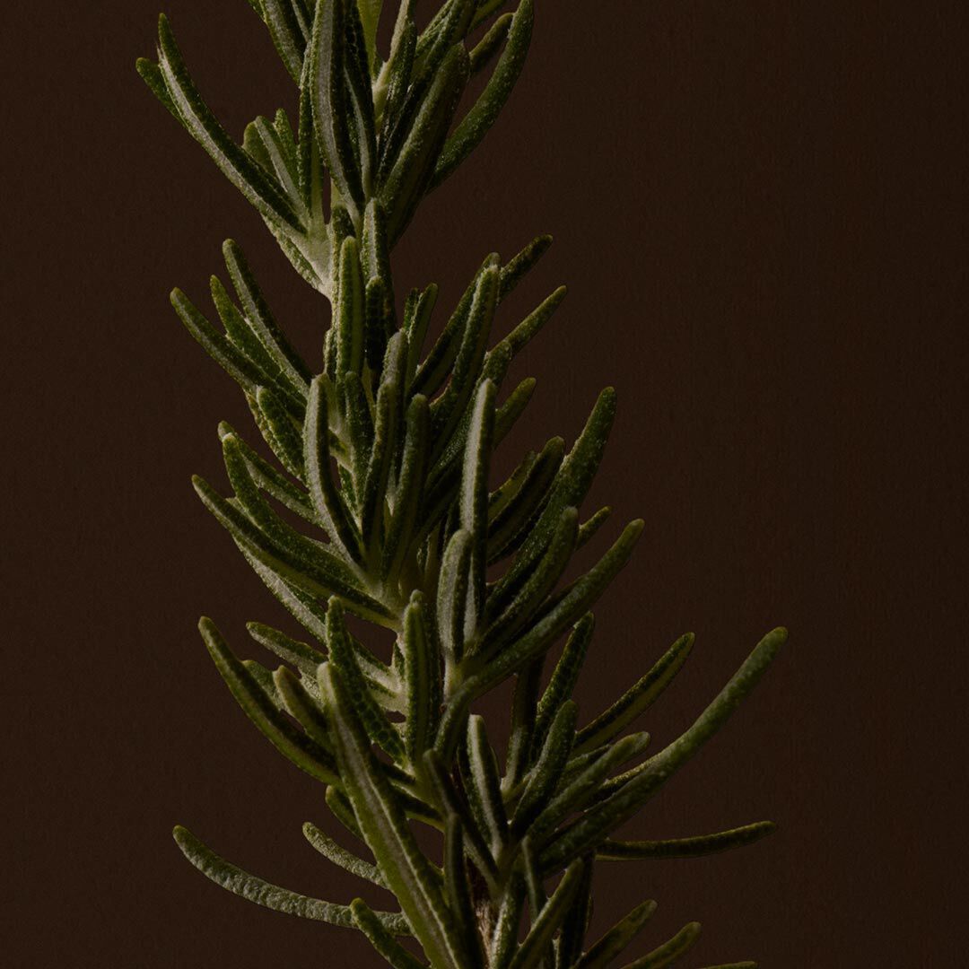 Close-up of a rosemary sprig with narrow green leaves against a dark background.