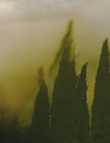 Tall dark-green cypress-like forms rising through yellow-green mist, with soft-focus edges and atmospheric haze across the scene.